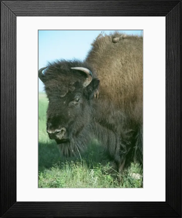 Framed Print : Bison PM 8982 Prairies, USA Bison americana © Pat Morris / ARDEA LONDON Framed Print : Bison PM 8982 Prairies, USA Bison americana © Pat Morris / ARDEA LONDON