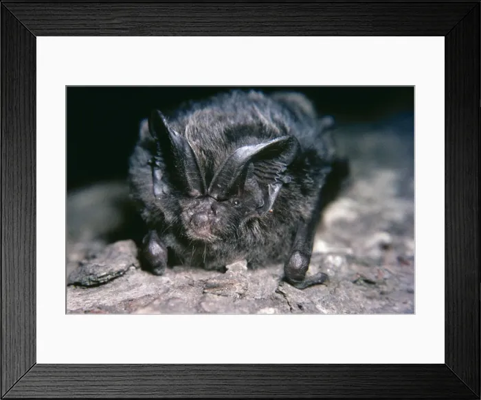 Framed Print : Barbastella Bat PM 92 Barbastella barbastellus © Pat Morris / ARDEA LONDON Framed Print : Barbastella Bat PM 92 Barbastella barbastellus © Pat Morris / ARDEA LONDON