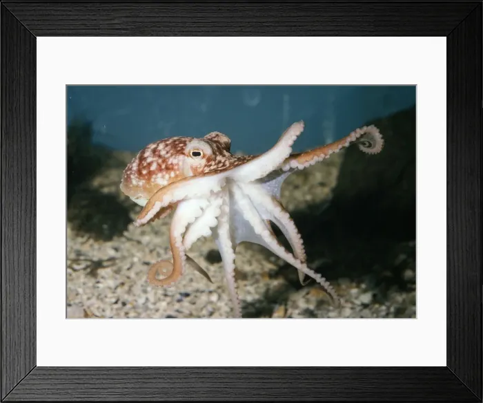 Framed Print : Lesser Octopus UK coasts