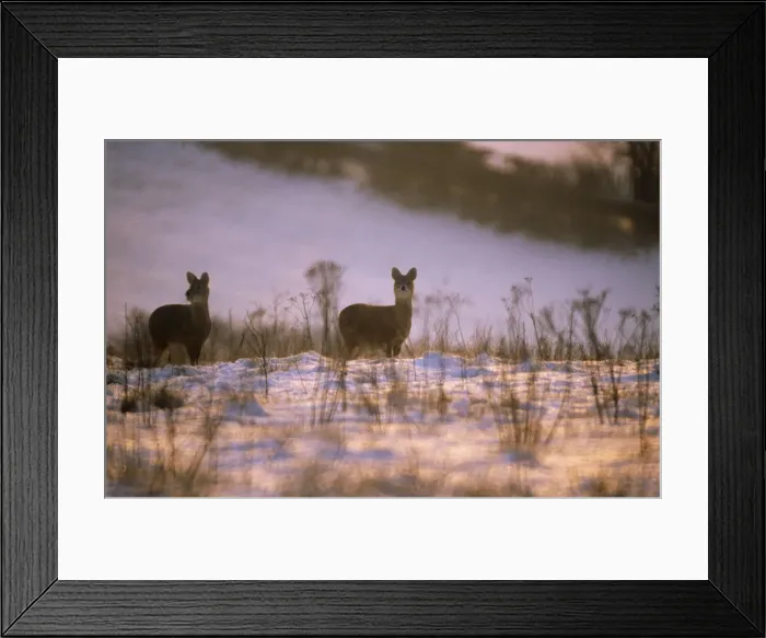 Framed Print : Chinese Water Deer - in snow Framed Print : Chinese Water Deer - in snow