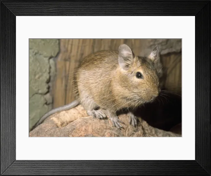 Framed Print : Degu South America Framed Print : Degu South America