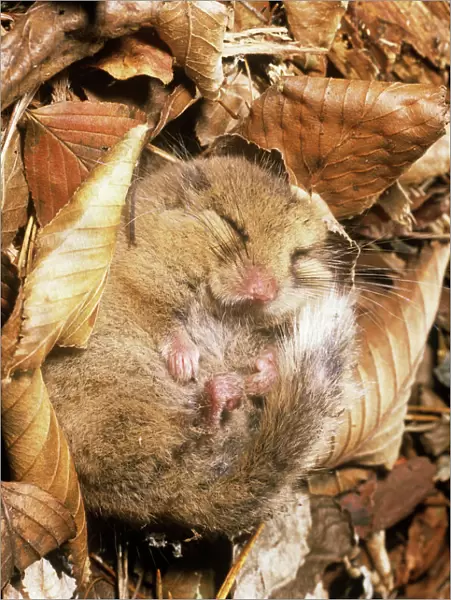 Japanese Dormouse - in hibernation
