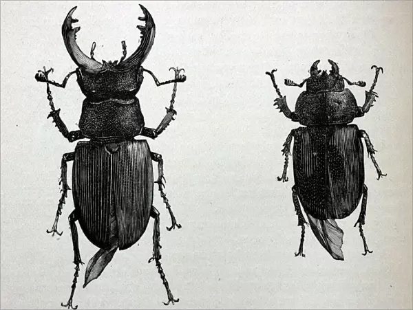 Black & White Illustration: Stag beetle male and female, From Furneaux 1911