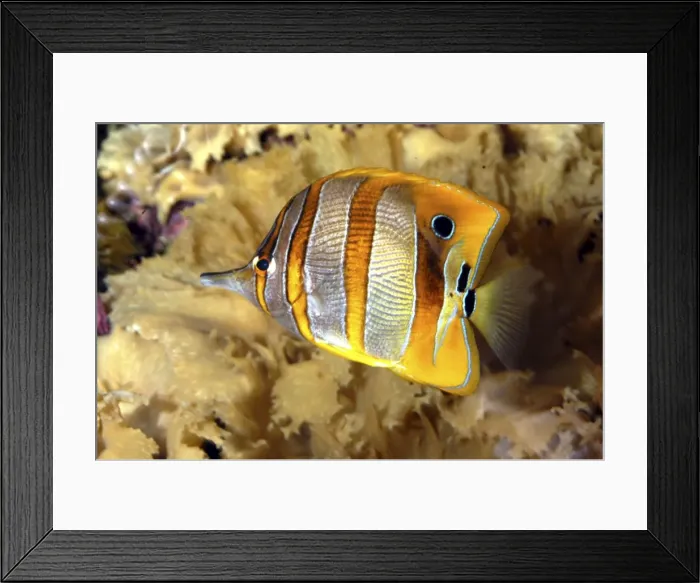 Framed Print : Butterfly fish / Beaked coral fish - tropical marine- Indo Pacific Framed Print : Butterfly fish / Beaked coral fish - tropical marine- Indo Pacific