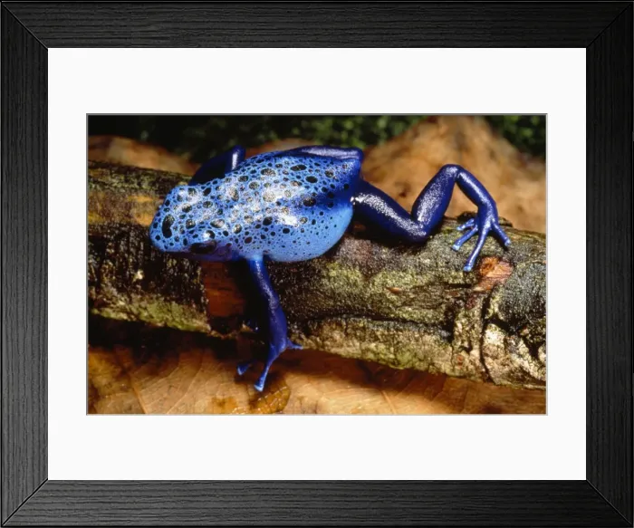 Framed Print : Blue Poison Dart Frog Framed Print : Blue Poison Dart Frog