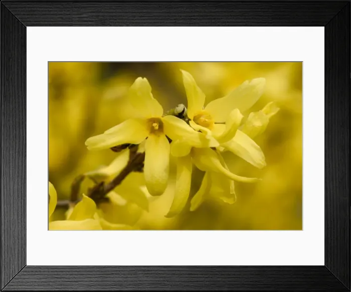 Framed Print : Forsythia - close-up of flowers Framed Print : Forsythia - close-up of flowers