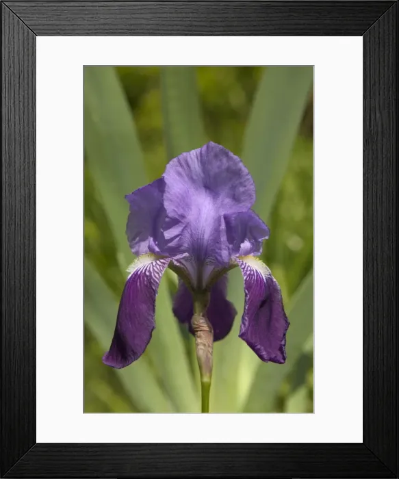 Framed Print : Iris - close-up of flower Framed Print : Iris - close-up of flower