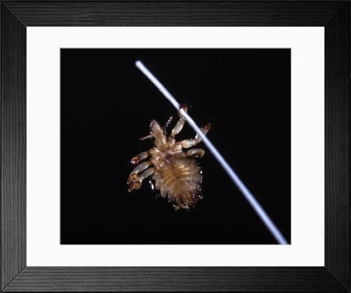 Framed Print : Hog Louse. PPG-1752. Hog Louse.. Haematopinus suis Framed Print : Hog Louse. PPG-1752. Hog Louse.. Haematopinus suis