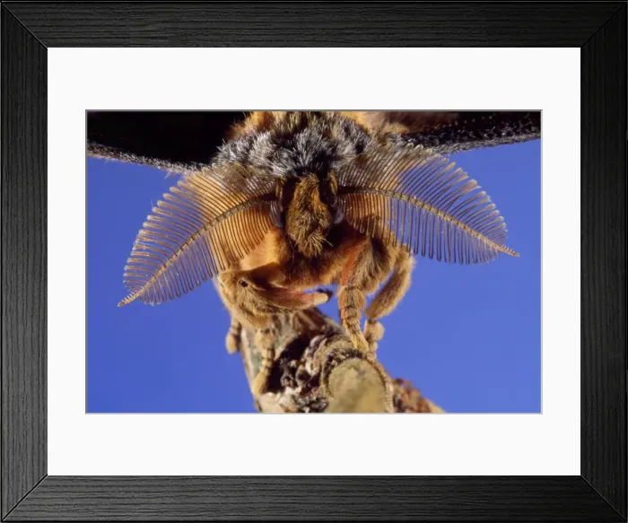 Framed Print : Chinese Oak Silk Moth - close-up Framed Print : Chinese Oak Silk Moth - close-up