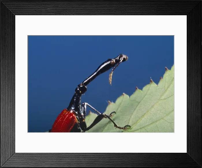 Framed Print : Giraffe-necked Weevil Madagascar Framed Print : Giraffe-necked Weevil Madagascar
