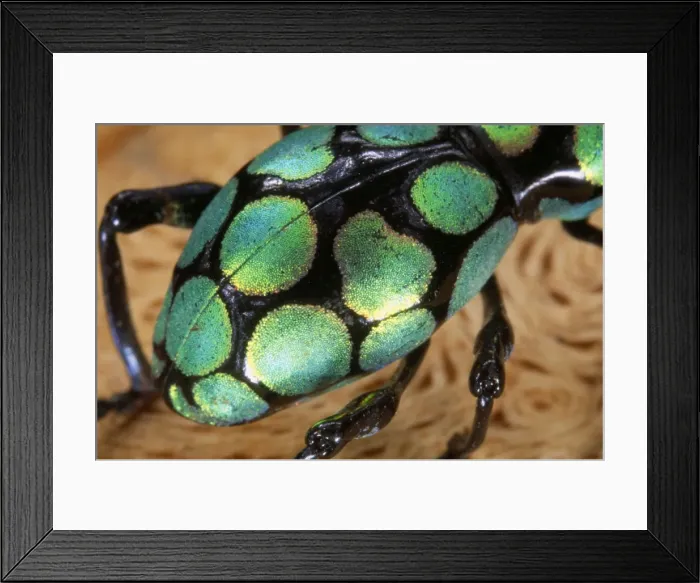 Framed Print : Weevil Philippines Framed Print : Weevil Philippines