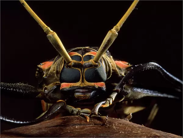 Harlequin Beetle - close-up