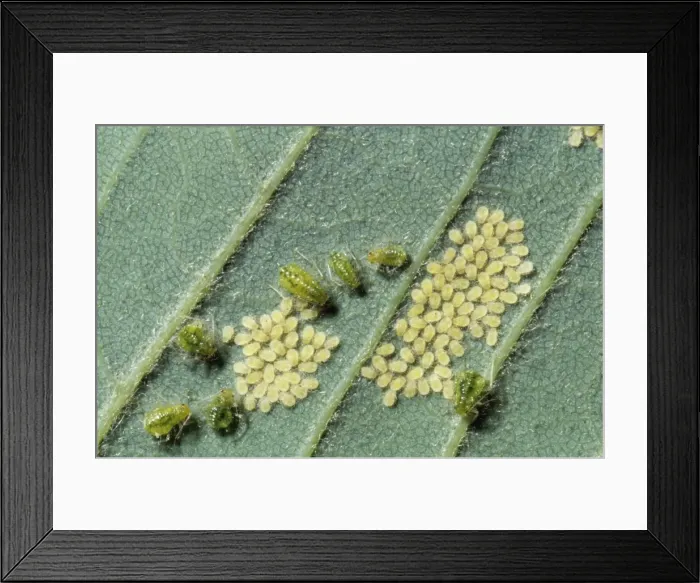 Framed Print : Greenfly Aphids PPG 40 With young on leaf © Pascal Goetgheluck / ARDEA LONDON Framed Print : Greenfly Aphids PPG 40 With young on leaf © Pascal Goetgheluck / ARDEA LONDON