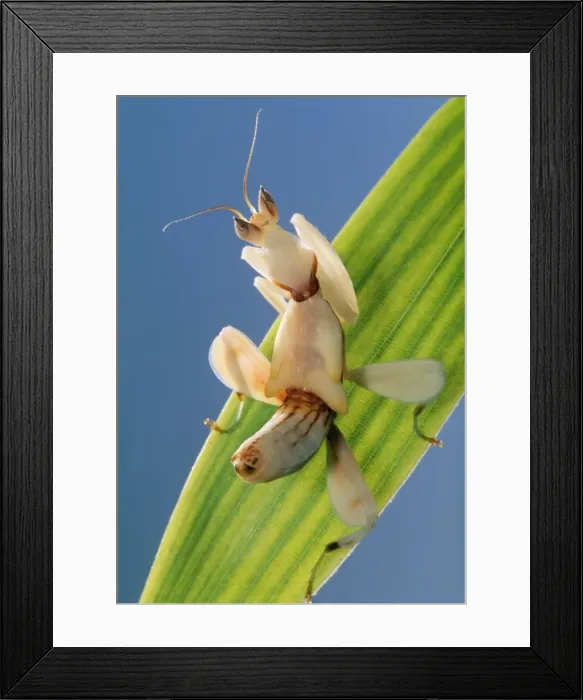 Framed Print : Praying Mantis - juvenile Framed Print : Praying Mantis - juvenile