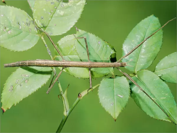 Stick Insect PPG 534 Clonopsis gallica © Pascal Goetgheluck  /  ARDEA LONDON