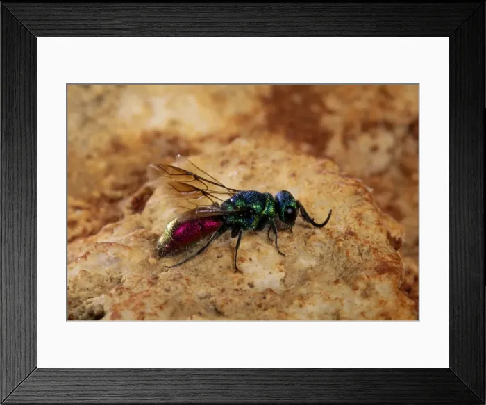 Framed Print : Ruby-tailed Wasp Framed Print : Ruby-tailed Wasp