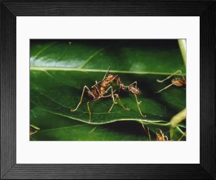 Framed Print : Weaver / Tree Ant Framed Print : Weaver / Tree Ant
