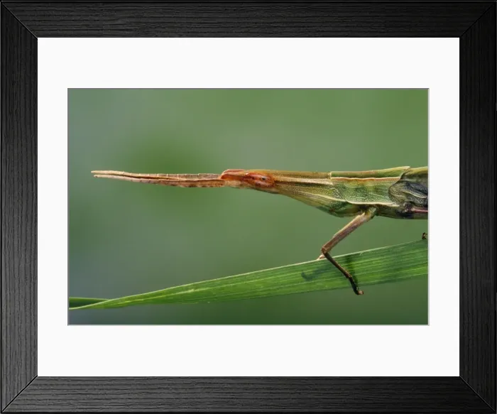 Framed Print : Long Snout / Slant-faced Grasshopper Framed Print : Long Snout / Slant-faced Grasshopper