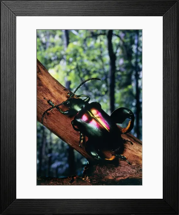 Framed Print : Jeweled-frog / Scarab Beetle Order: Coleoptera Framed Print : Jeweled-frog / Scarab Beetle Order: Coleoptera