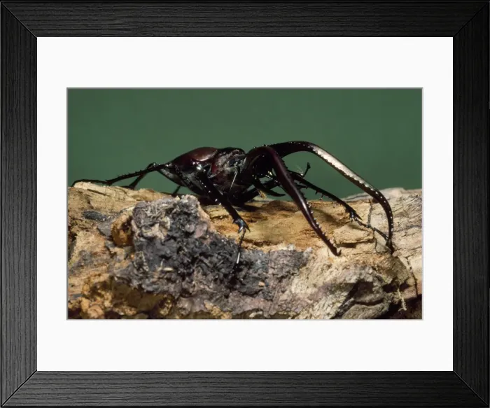 Framed Print : Grant's Stag Beetle Chile Framed Print : Grant's Stag Beetle Chile