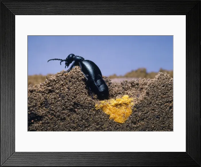 Framed Print : Oil Beetle - laying eggs Framed Print : Oil Beetle - laying eggs
