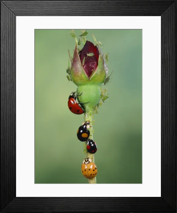 Framed Print : Ladybird - various species with Green Aphids Framed Print : Ladybird - various species with Green Aphids