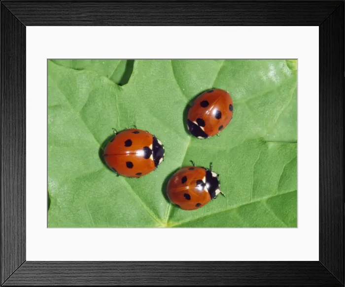 Framed Print : 7-spot Ladybird Framed Print : 7-spot Ladybird