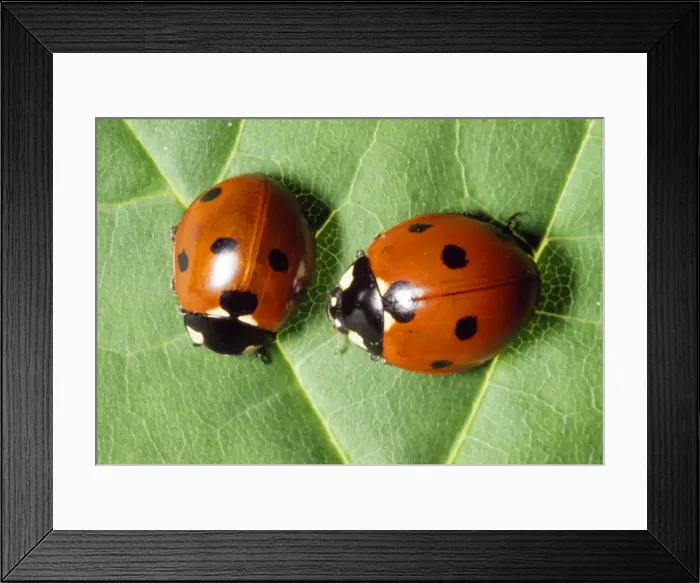 Framed Print : 7-spot Ladybird Framed Print : 7-spot Ladybird
