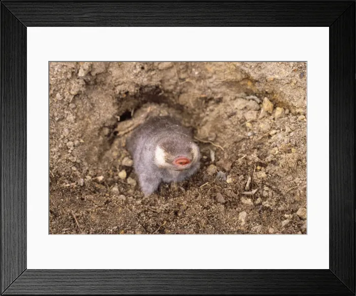 Framed Print : Cape Golden Mole Framed Print : Cape Golden Mole
