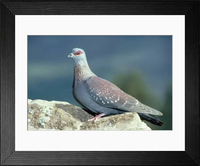 Framed Print : Speckled Pigeon Framed Print : Speckled Pigeon