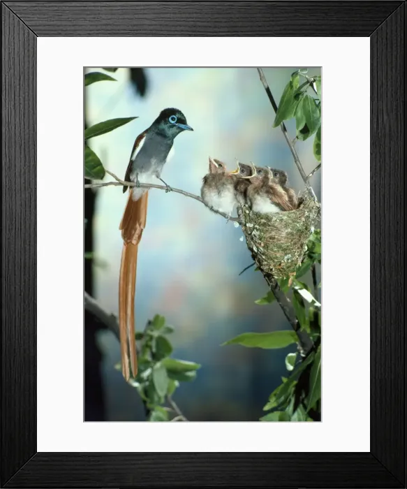 Framed Print : Paradise Flycatcher - male with young Framed Print : Paradise Flycatcher - male with young