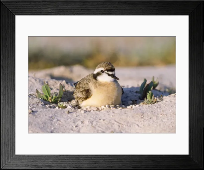 Framed Print : Kittlitz's Sand Plover Framed Print : Kittlitz's Sand Plover