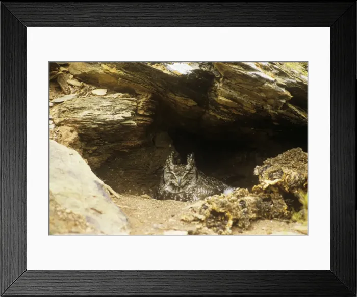 Framed Print : Spotted Eagle Owl - on nest Framed Print : Spotted Eagle Owl - on nest
