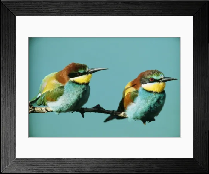 Framed Print : European Bee Eater PS 2584 x 2 on Branch Merops apiaster © Peter Steyn / ARDEA LONDON Framed Print : European Bee Eater PS 2584 x 2 on Branch Merops apiaster © Peter Steyn / ARDEA LONDON
