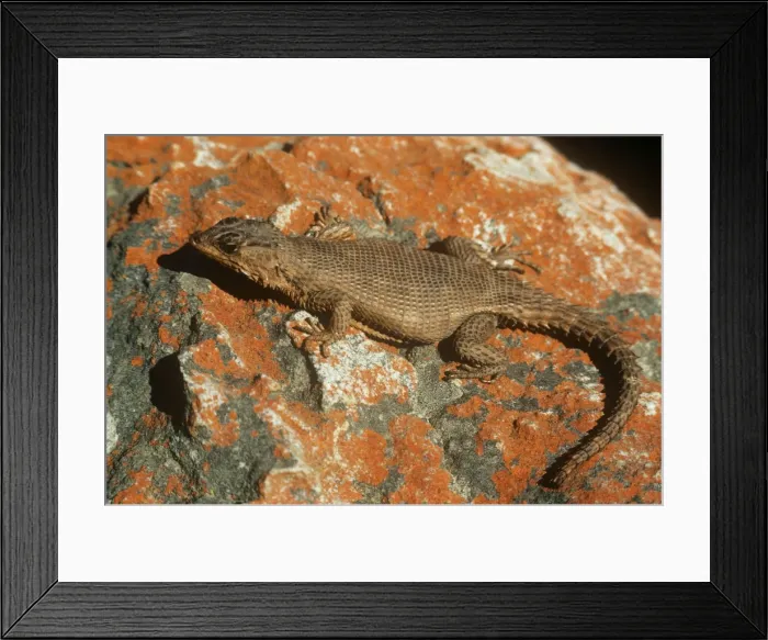 Framed Print : African Spiny-tailed Lizard Framed Print : African Spiny-tailed Lizard