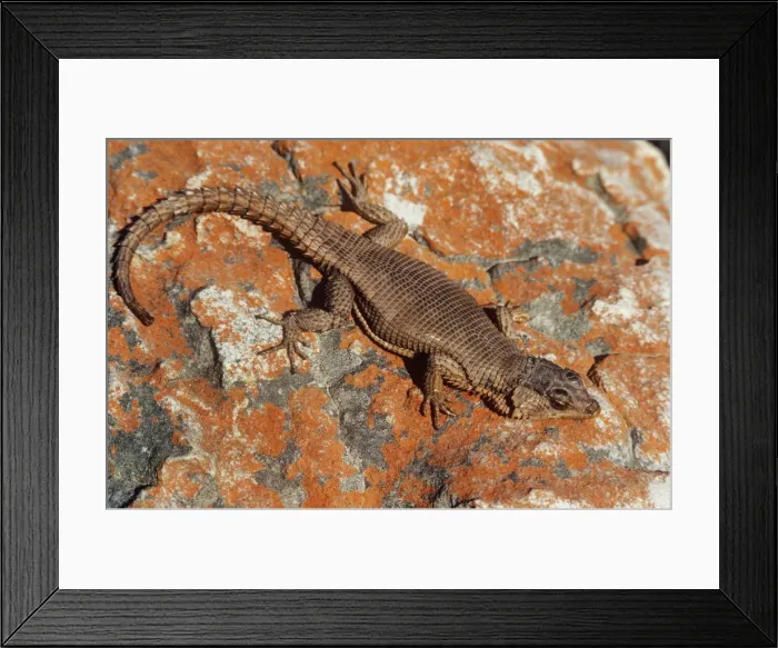 Framed Print : African Spiny-tailed Lizard Framed Print : African Spiny-tailed Lizard