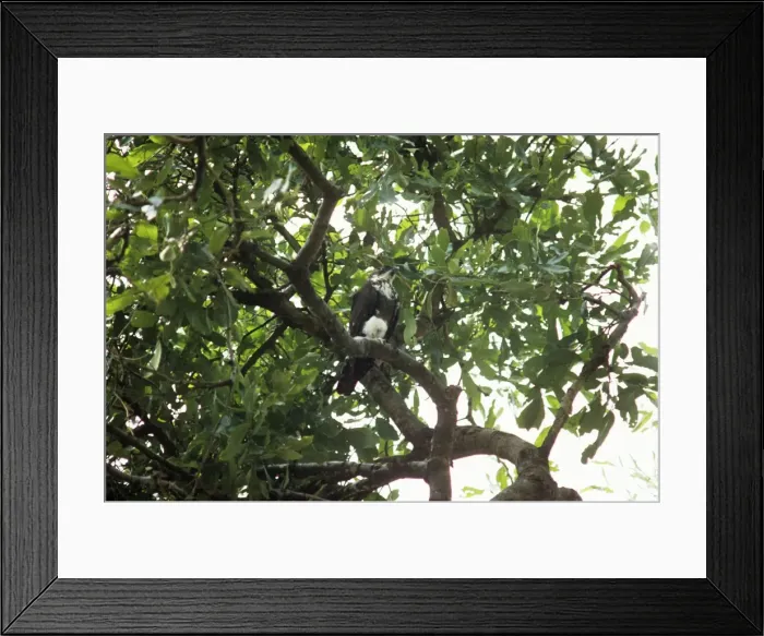 Framed Print : Bat Hawk - immature in a tree Framed Print : Bat Hawk - immature in a tree