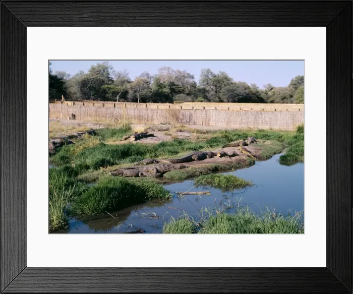 Framed Print : Nile Crocodiles - At Crocodile Farm Maun, Botswana, Africa Framed Print : Nile Crocodiles - At Crocodile Farm Maun, Botswana, Africa