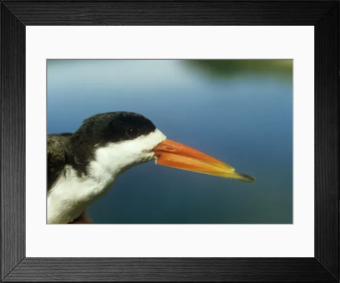 Framed Print : African Skimmer Framed Print : African Skimmer