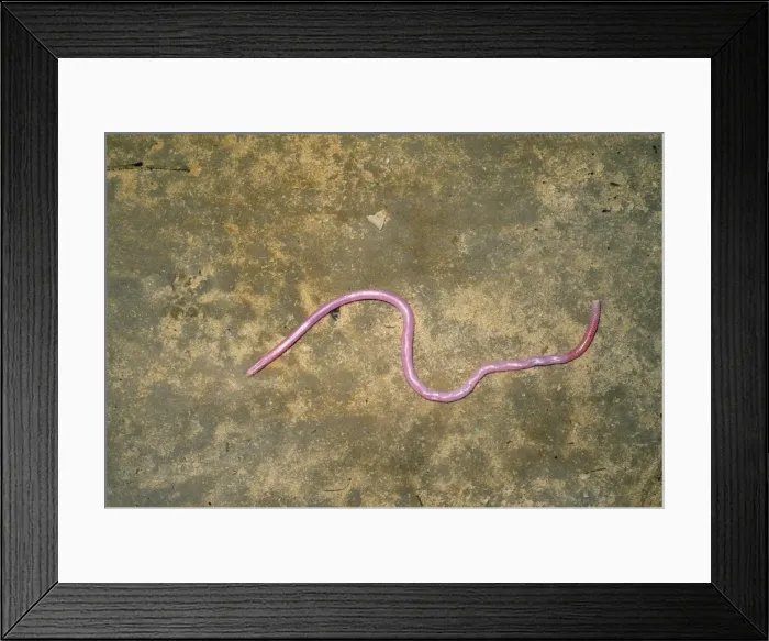 Framed Print : Peter's Thread  /  Peter's Worm Snake