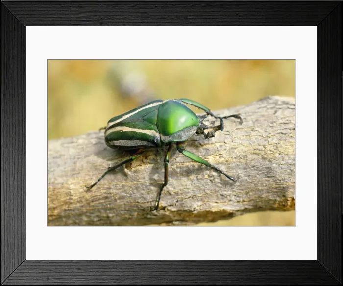 Framed Print : Fruit Beetle Family: Scarabaeidae Genus: Cetoniinae Framed Print : Fruit Beetle Family: Scarabaeidae Genus: Cetoniinae
