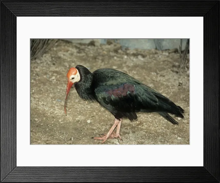 Framed Print : Bald Ibis. PS-4871. BALD IBIS. Geronticus calvus Framed Print : Bald Ibis. PS-4871. BALD IBIS. Geronticus calvus