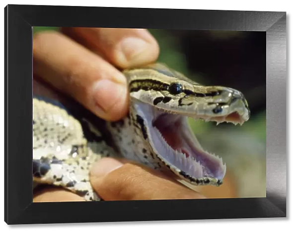 African Rock Python - showing teeth