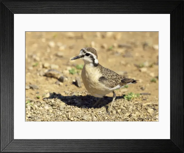 Framed Print : Kittlitz's Plover Framed Print : Kittlitz's Plover