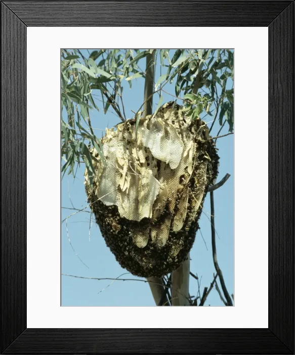 Framed Print : African Honey Bee's Nest PS 5418 Latin name © Peter Steyn / ARDEA LONDON Framed Print : African Honey Bee's Nest PS 5418 Latin name © Peter Steyn / ARDEA LONDON