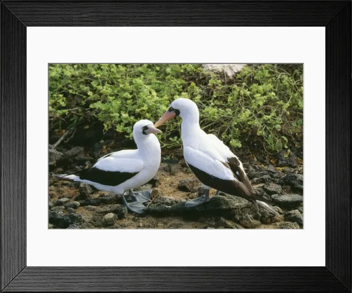 Framed Print : Masked Booby PS 6247 Sula dactylatra © Peter Steyn / ARDEA LONDON Framed Print : Masked Booby PS 6247 Sula dactylatra © Peter Steyn / ARDEA LONDON