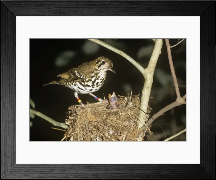 Framed Print : Spotted ground-thrush Framed Print : Spotted ground-thrush