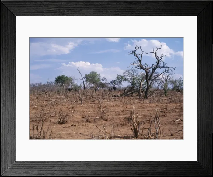 Framed Print : African Elephant Destruction of Svanannah habitat, Chobe National Park Botswana, Africa Framed Print : African Elephant Destruction of Svanannah habitat, Chobe National Park Botswana, Africa