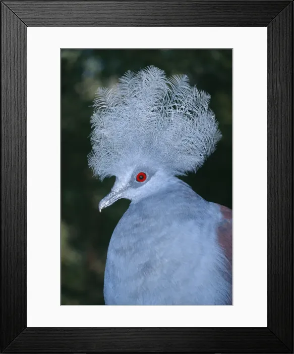 Framed Print : Western crowned-pigeon. Also known as: Blue crowned-pigeon, common crowned pigeon, great goura and masked pigeon Framed Print : Western crowned-pigeon. Also known as: Blue crowned-pigeon, common crowned pigeon, great goura and masked pigeon