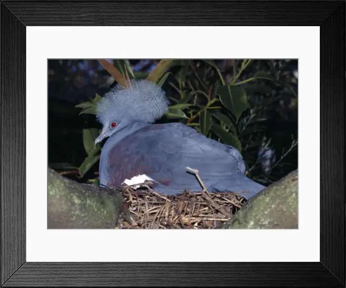 Framed Print : Western crowned-pigeon. Also known as: Blue crowned-pigeon, common crowned pigeon, great goura and masked pigeon - incubating eggs in nest Framed Print : Western crowned-pigeon. Also known as: Blue crowned-pigeon, common crowned pigeon, great goura and masked pigeon - incubating eggs in nest